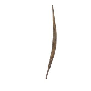 Dried Pipefish Dragonfish Bone Skeleton Specimen Oddities
